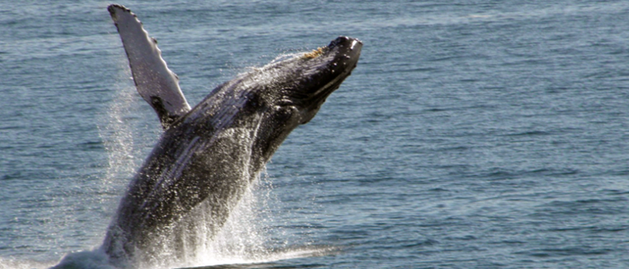 Cabo Rey - Whale Watching Tour