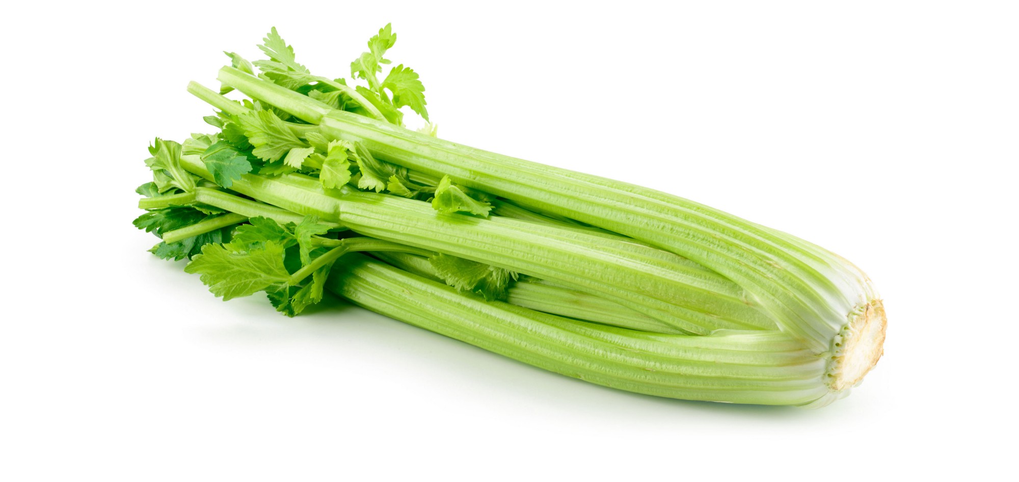 Celery92